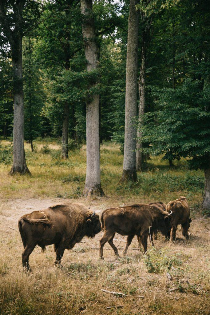 L'espace faune dans le parc naturel régional